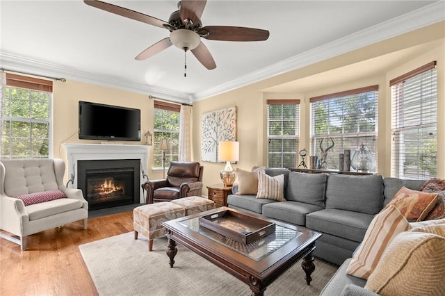 living room featuring ceiling fan, light hardwood / wood-style flooring, and ornamental molding