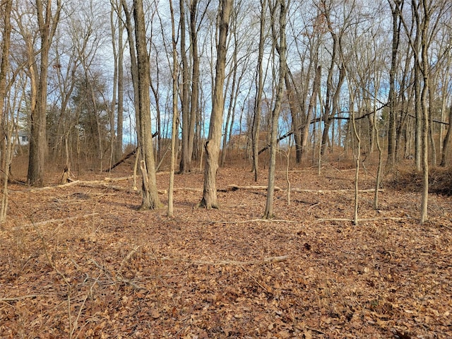 view of local wilderness