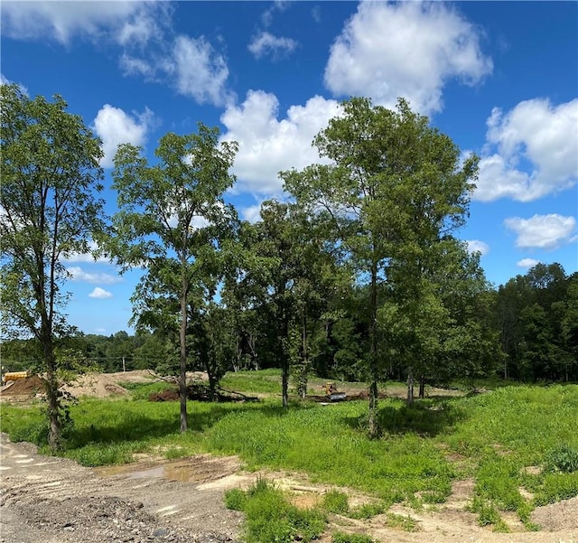 view of local wilderness