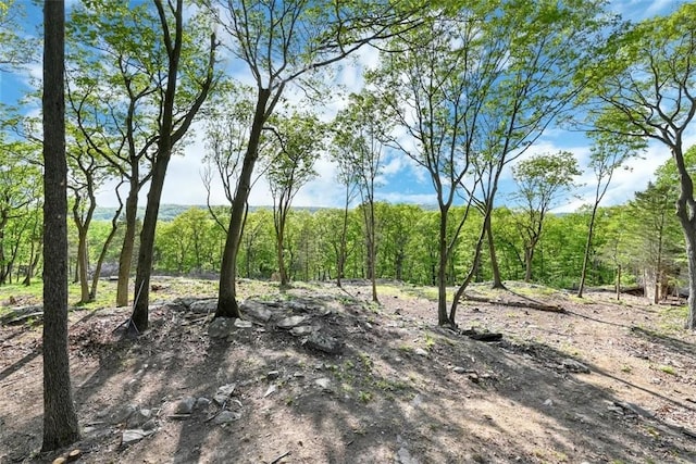 view of local wilderness