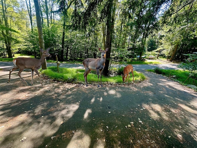 74 Swinging Bridge Estate Rd, Monticello, NY 12701 - photo 5