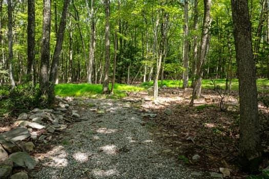 view of local wilderness