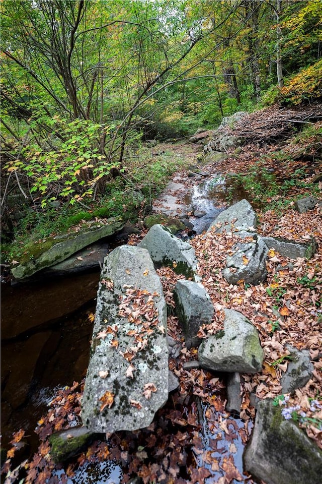 view of local wilderness