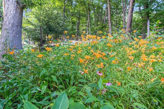 210 Bulsontown Rd, Stony Point, NY 10980 - view of local wilderness