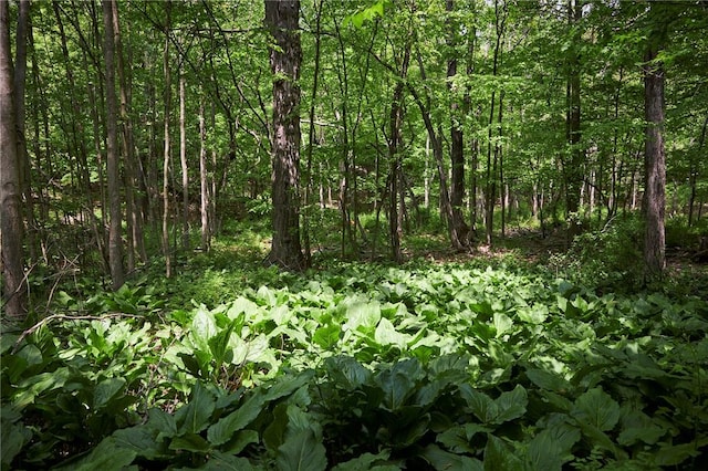 view of local wilderness