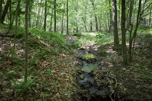 view of local wilderness