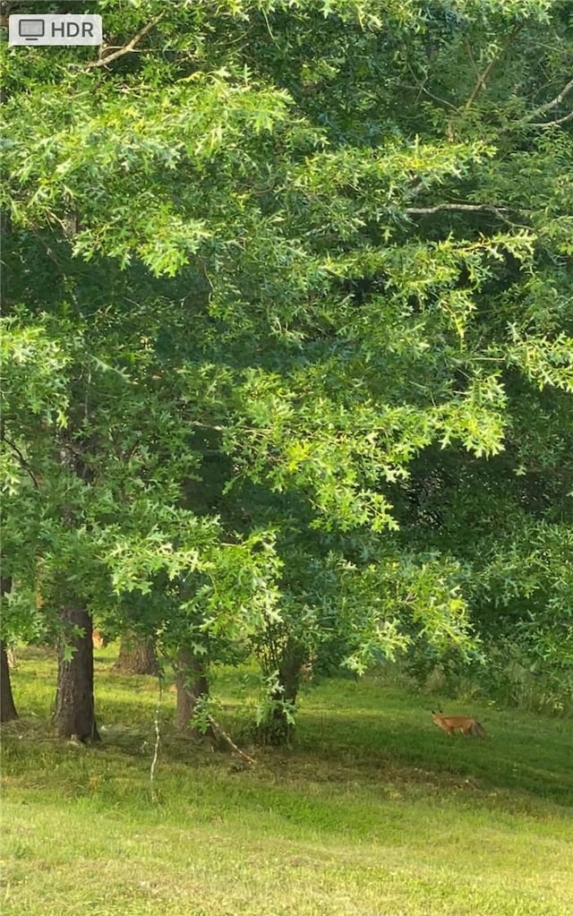 view of local wilderness