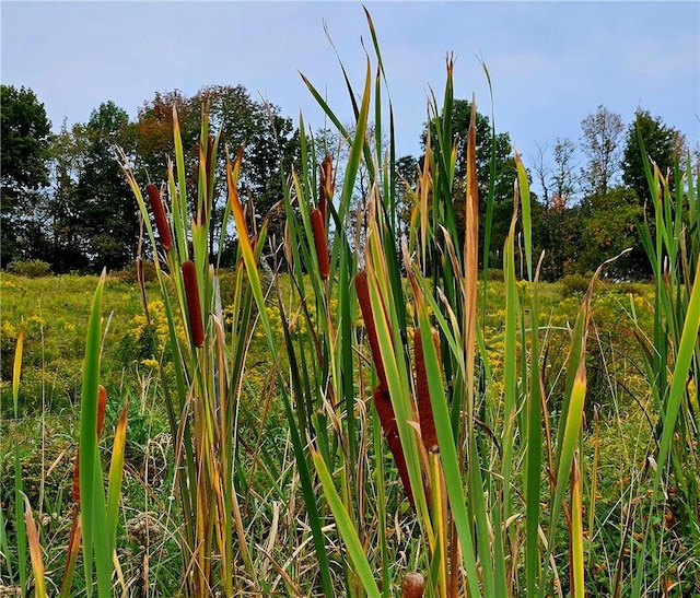 view of nature