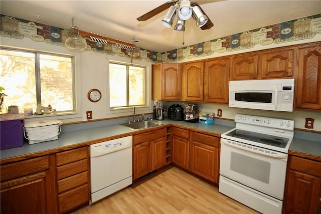 kitchen featuring ceiling fan, light wood-type flooring, white appliances, and sink