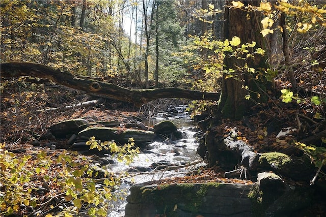 view of local wilderness