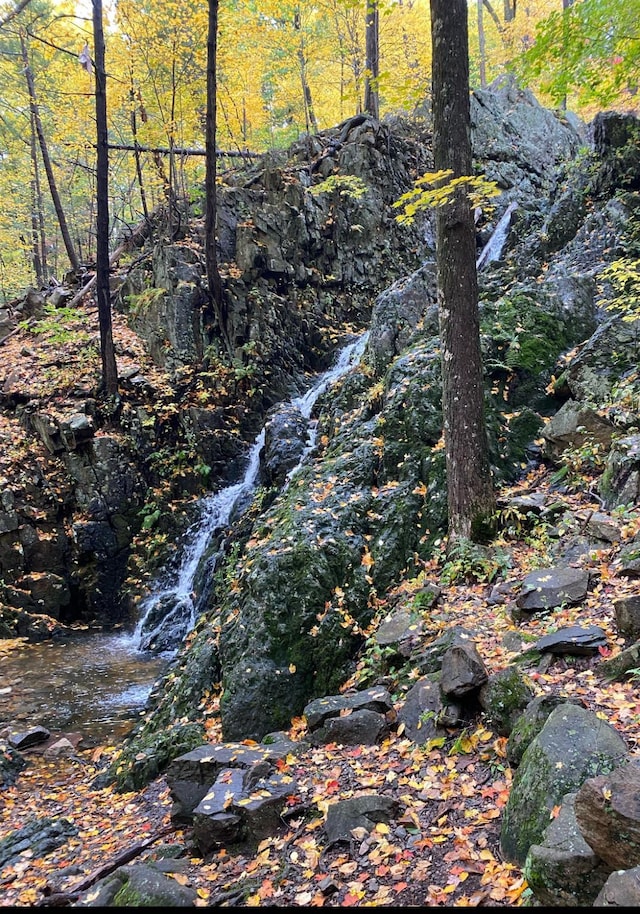 view of local wilderness