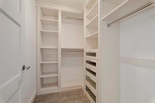 walk in closet with carpet flooring