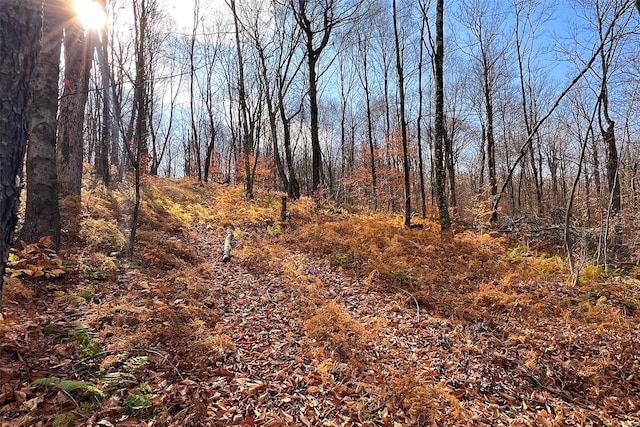 view of local wilderness