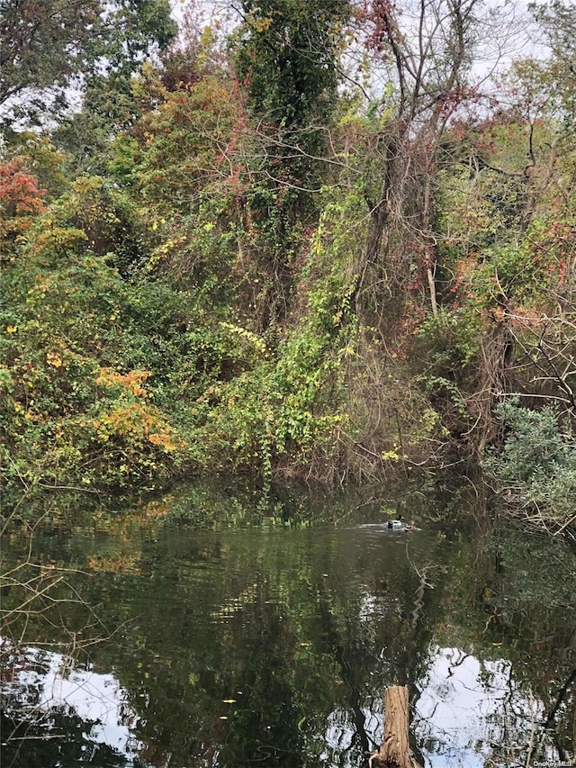 view of local wilderness