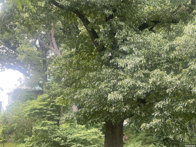 view of local wilderness