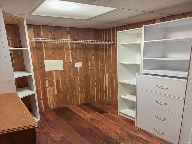 spacious closet with a paneled ceiling and dark hardwood / wood-style flooring