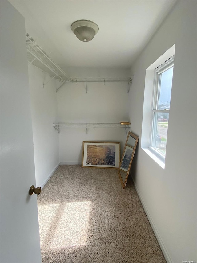 spacious closet featuring carpet flooring