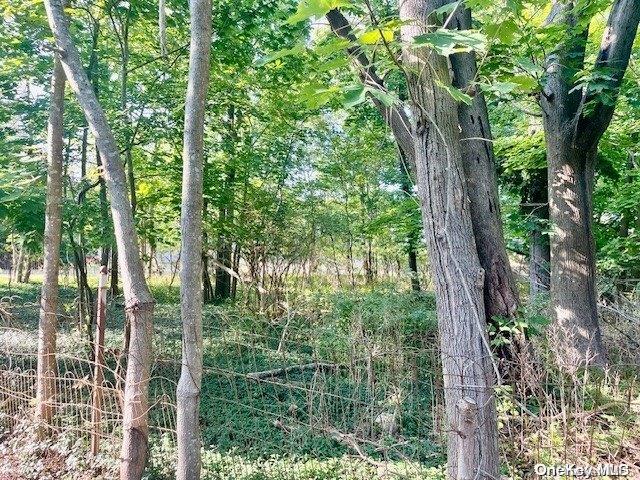 view of local wilderness