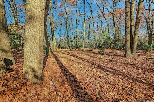 view of local wilderness