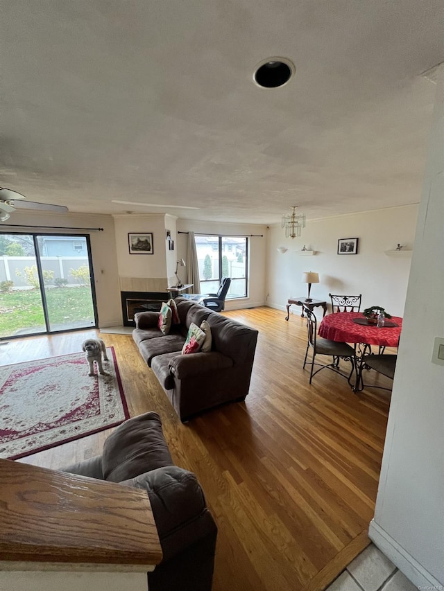 living room with a tiled fireplace, light hardwood / wood-style flooring, and ceiling fan with notable chandelier