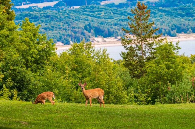 8167 E Ridge Rd, Harbor Springs, MI 49740