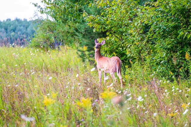8167 E Ridge Rd, Harbor Springs, MI 49740