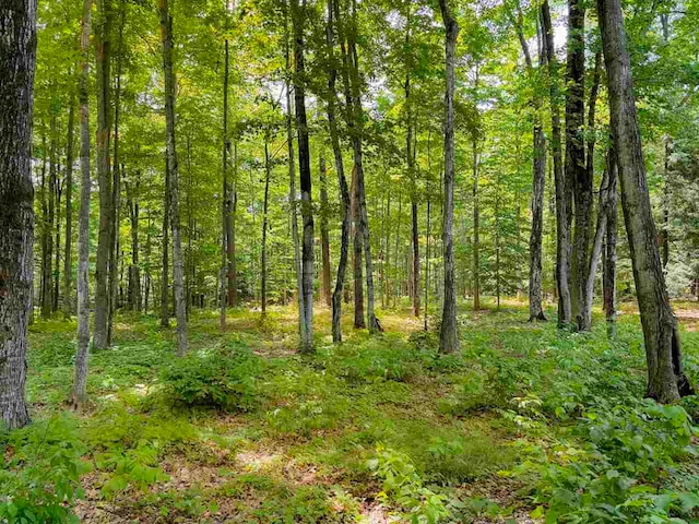 view of local wilderness