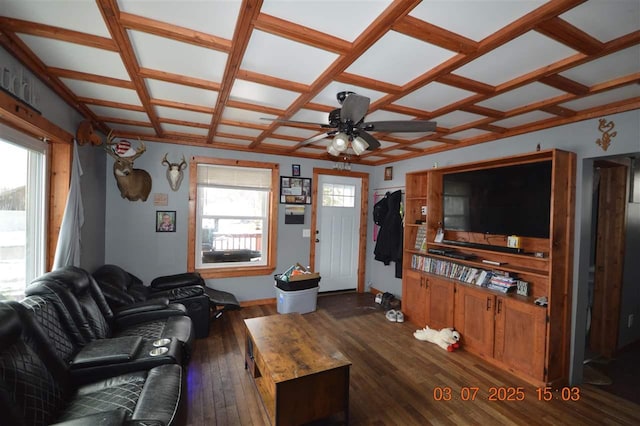 living area with dark wood finished floors, coffered ceiling, plenty of natural light, and ceiling fan