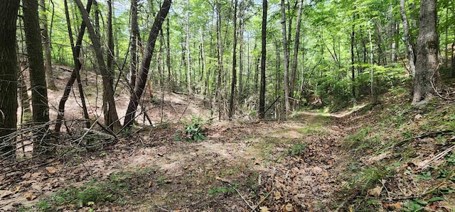 46.6ACRES Regan Jackson Rd, Mill Spring, NC 28756 - photo 12