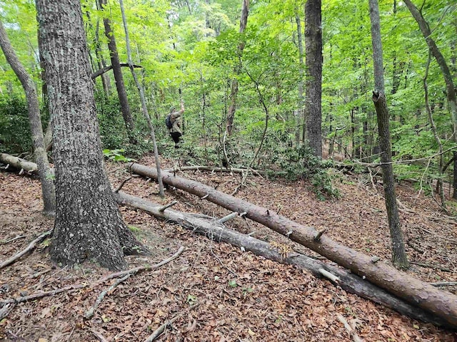 46.6ACRES Regan Jackson Rd, Mill Spring, NC 28756 - photo 15