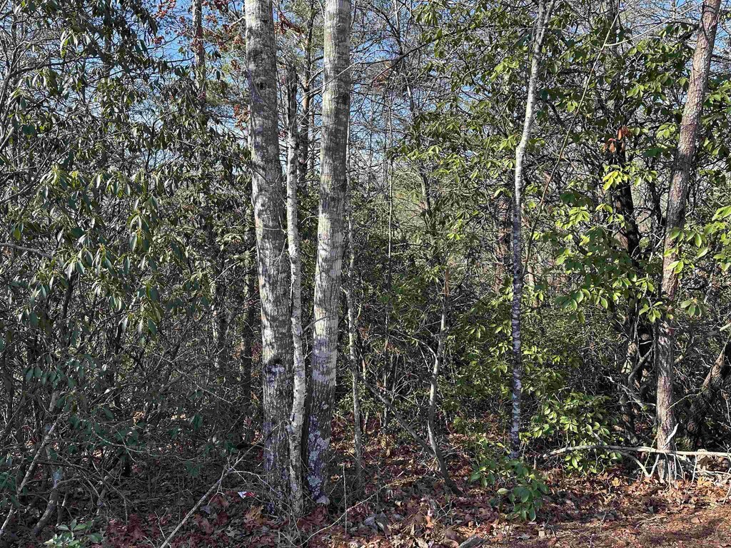 00 Caldonia Rd, Landrum, SC 29356 - photo 3