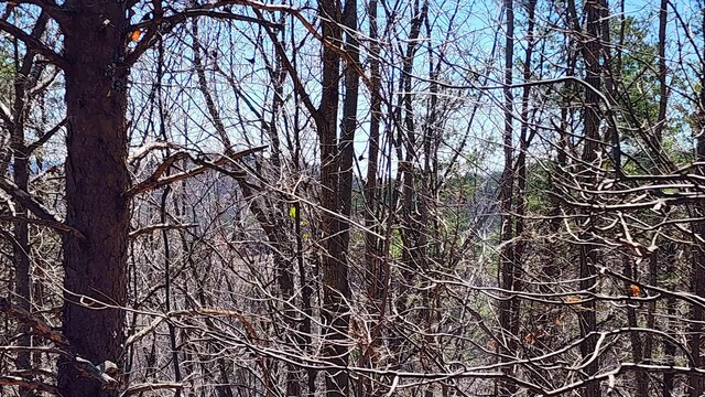 320 Foggy Cut Ln, Landrum, SC 29356