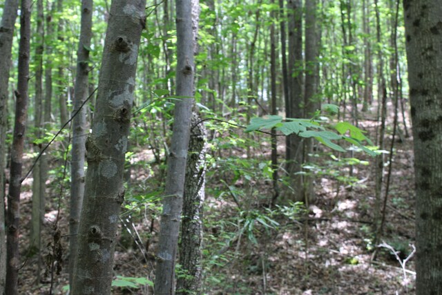 523 Mcdade Rd, Tryon, NC 28782