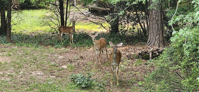 192 Wellesley Dr, Spartanburg, SC 29307 - view of local wilderness
