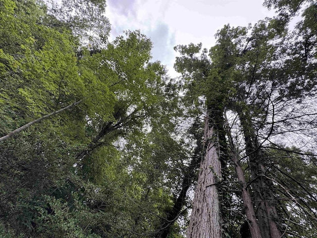 8875 N Tigerville Rd, Travelers Rest, SC 29690 - view of nature
