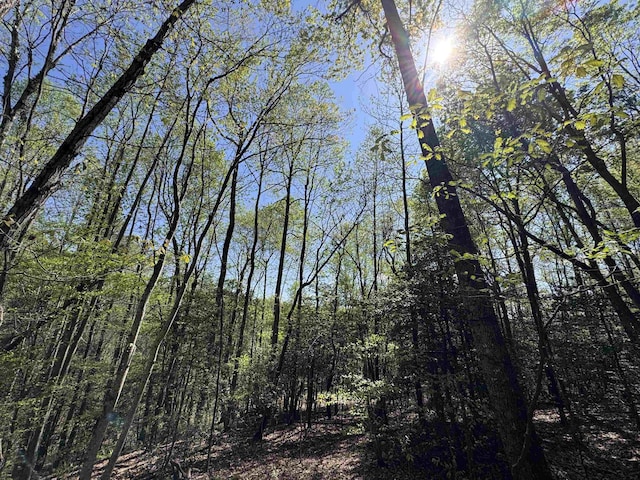 8875 N Tigerville Rd, Travelers Rest, SC 29690 - view of woods