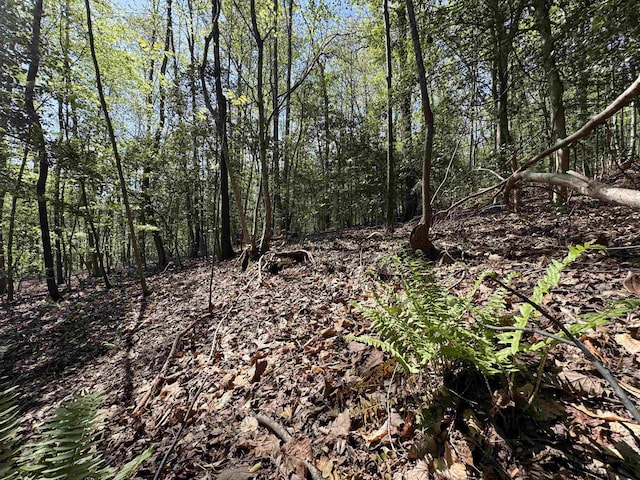 8875 N Tigerville Rd, Travelers Rest, SC 29690 - view of local wilderness