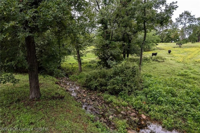 view of local wilderness