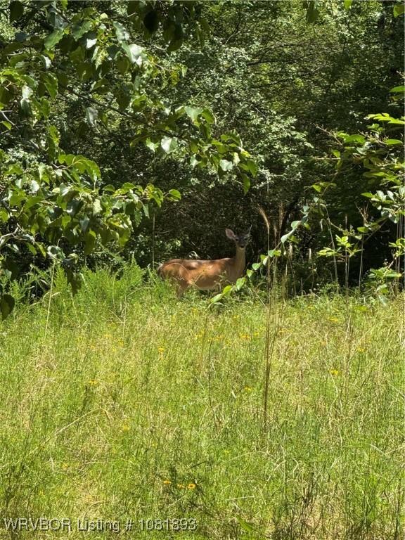 4018 Blue Hole Rd, Rudy, AR 72952 - view of undeveloped land