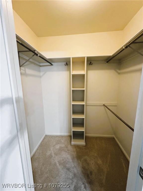 walk in closet featuring carpet floors