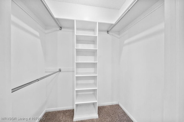 spacious closet featuring carpet flooring