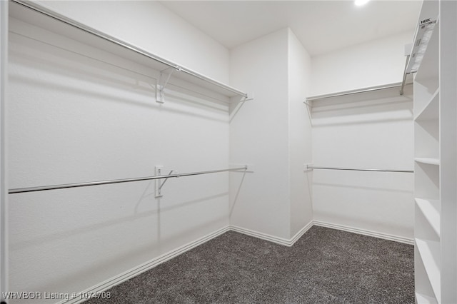 walk in closet with carpet flooring