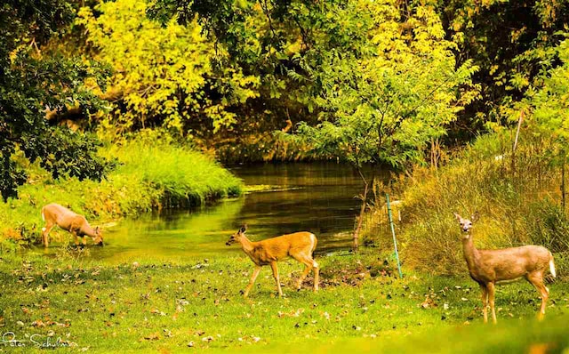 view of nature featuring a water view