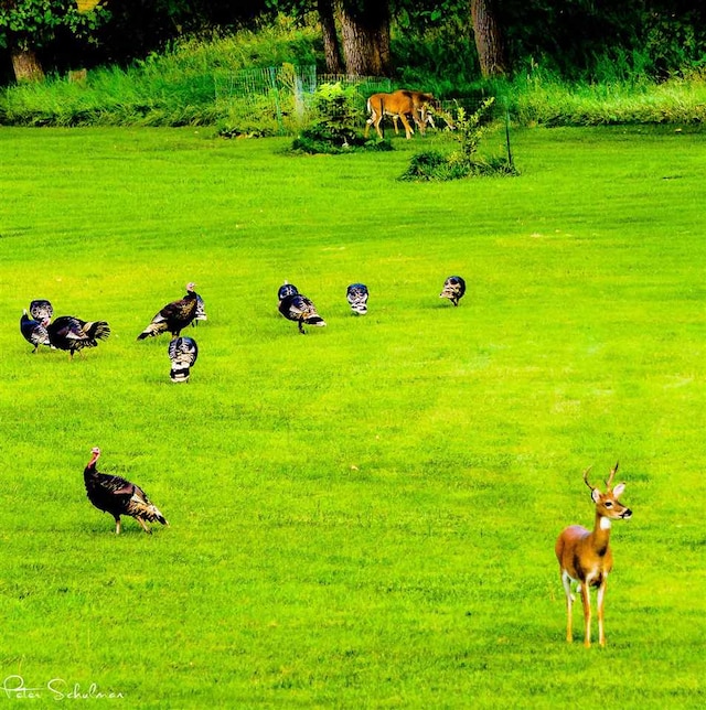 view of property's community with a yard