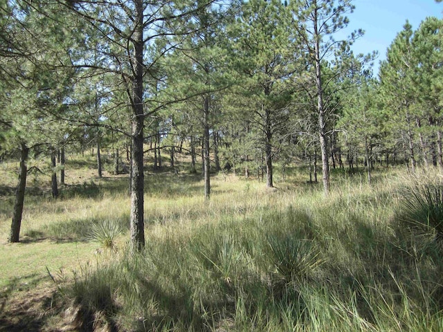 view of local wilderness