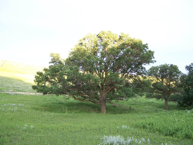 view of yard featuring a rural view