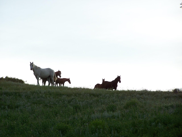 view of local wilderness with a rural view