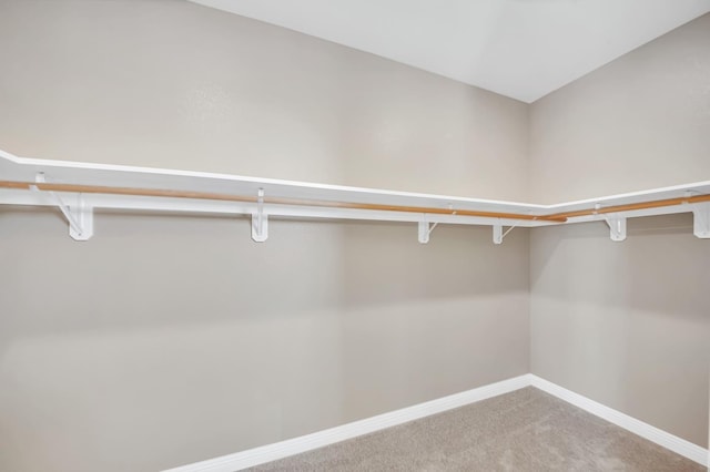 walk in closet with carpet flooring