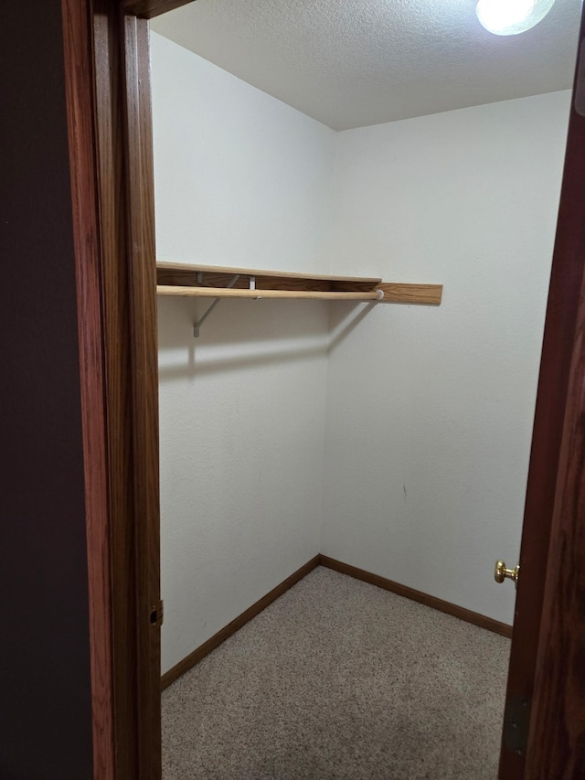 spacious closet featuring carpet