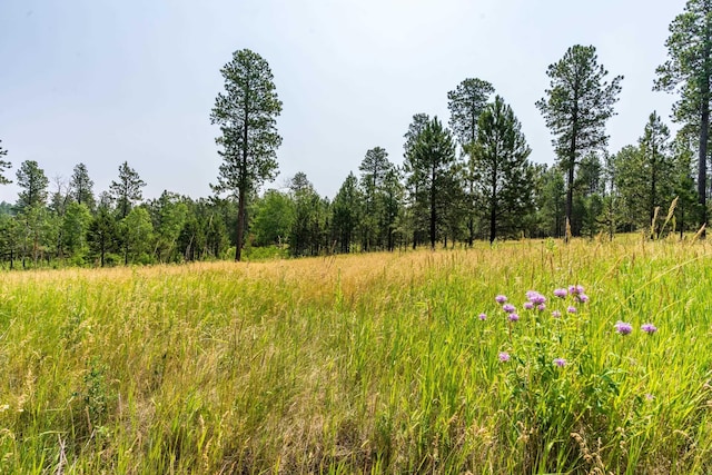 view of local wilderness